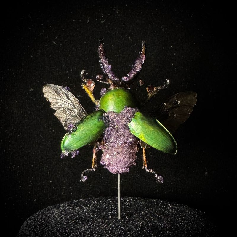 Adolphinae Stag Beetle with Lavender Crystals