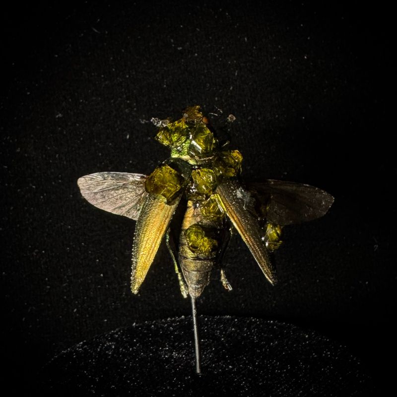 Jewel Beetle with Peridot Crystals