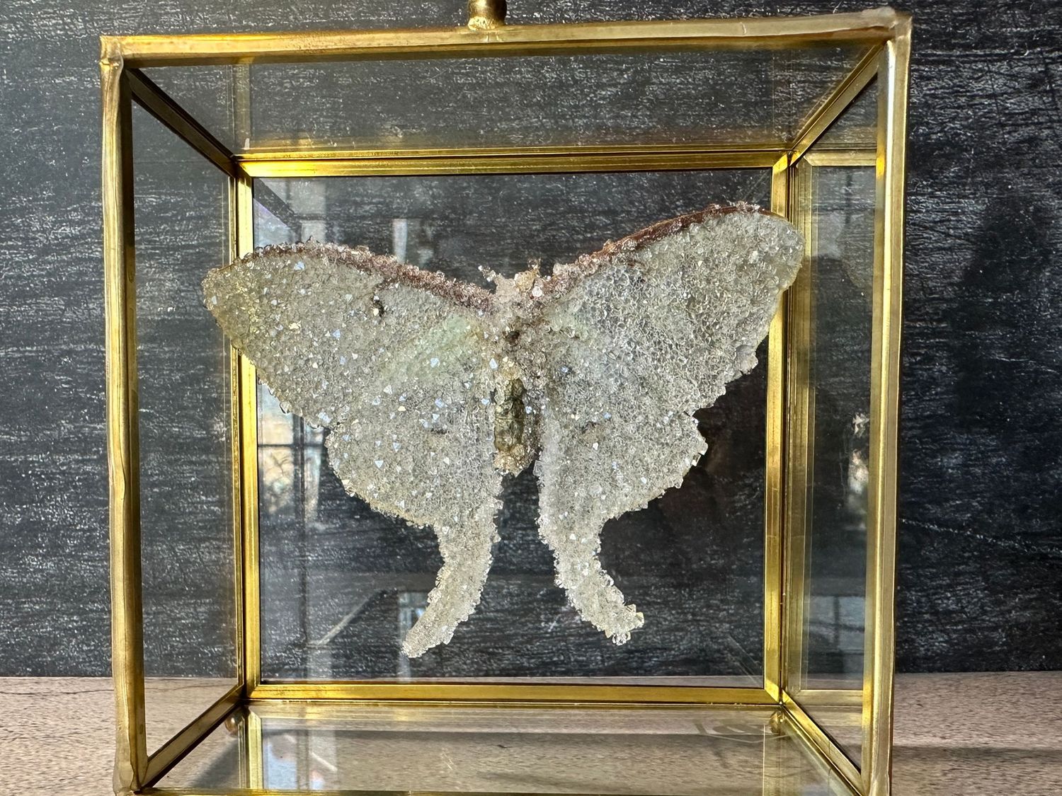 Luna Moth in Brass Display