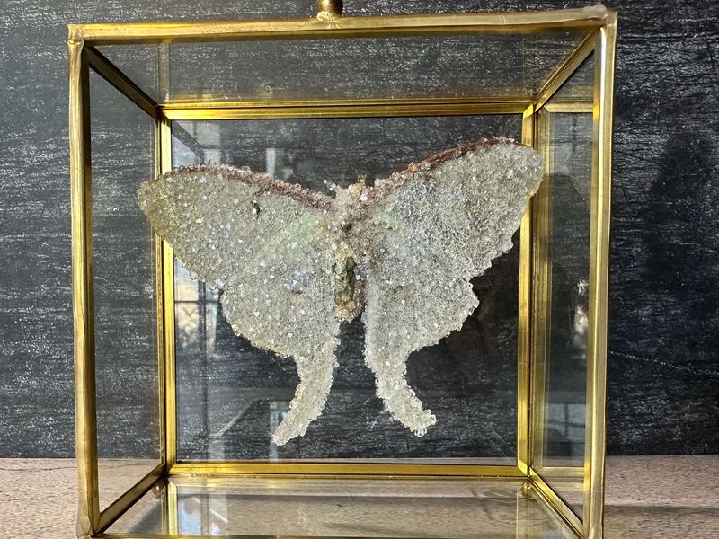 Luna Moth in Brass Display