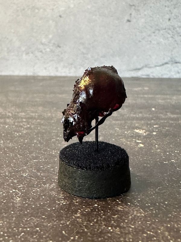 Vampire Bat Skull (Vegan) with Black Crystals