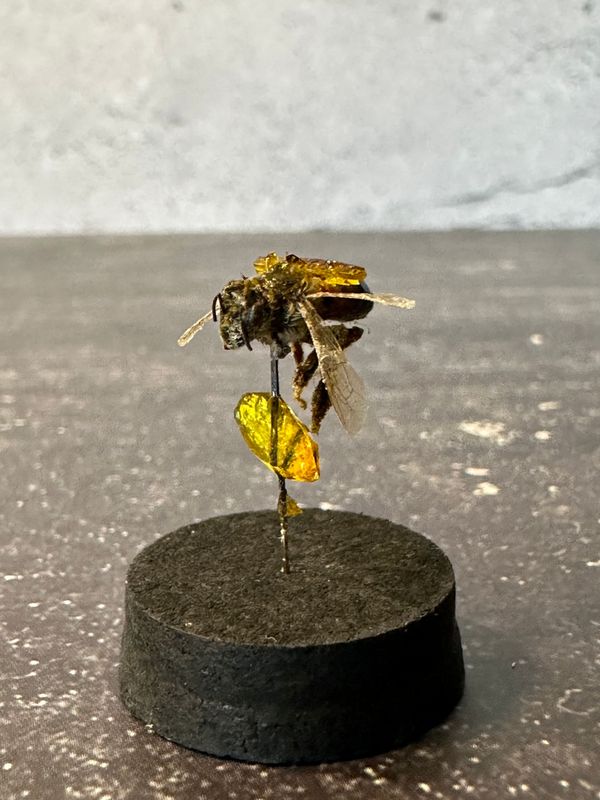 Honey Bee with Honey Crystals