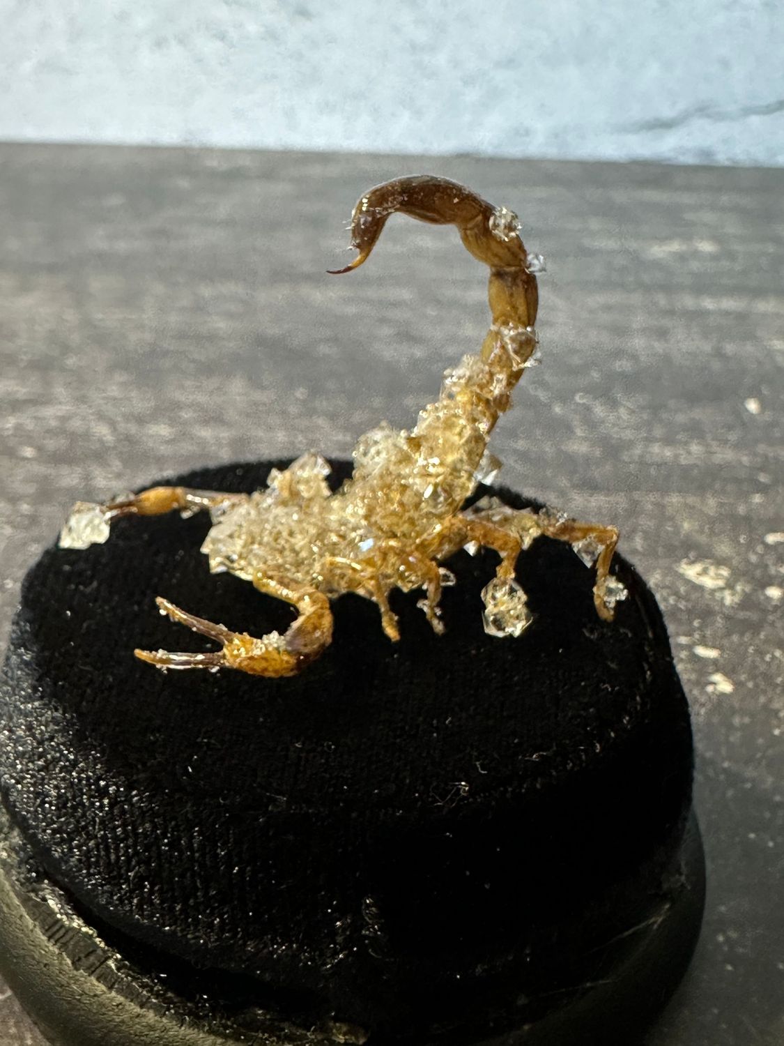 Chinese Scorpion with Clear Crystals