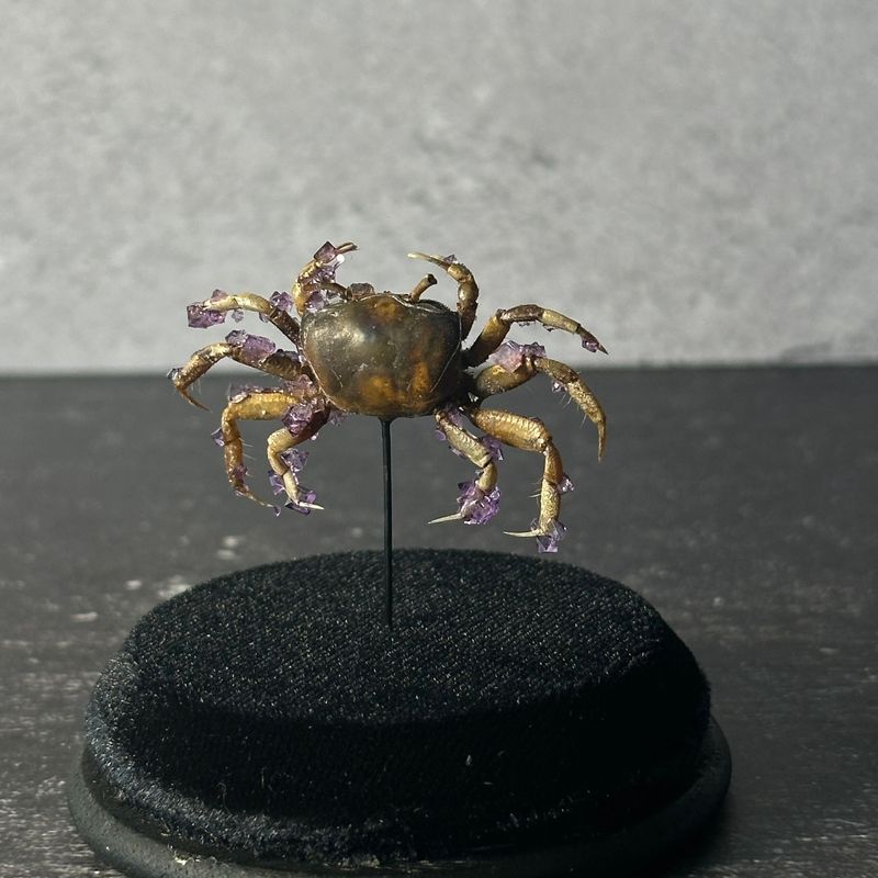 Fiddler Crab with Lavender Crystals