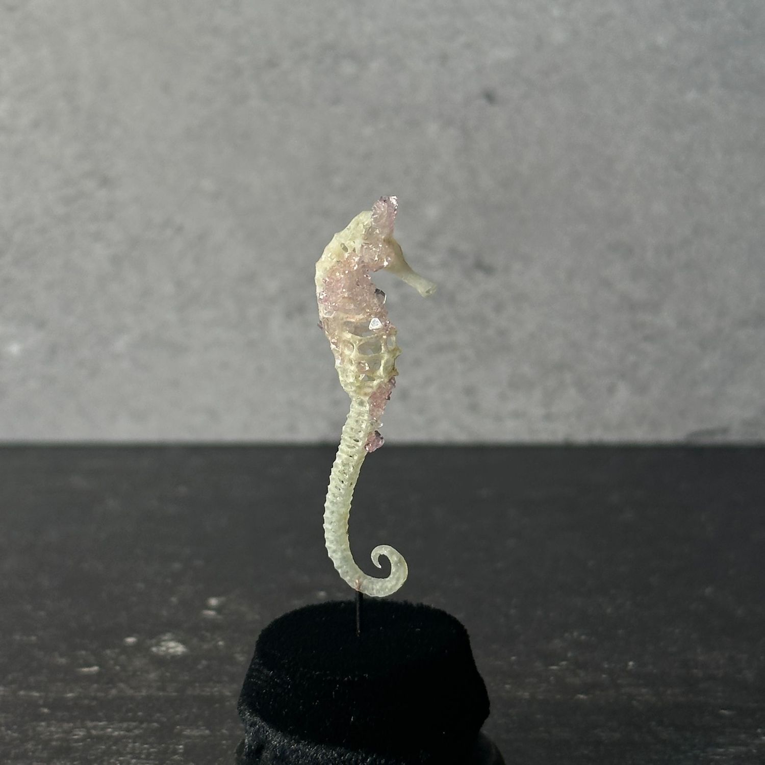 Seahorse Skeleton (Vegan)