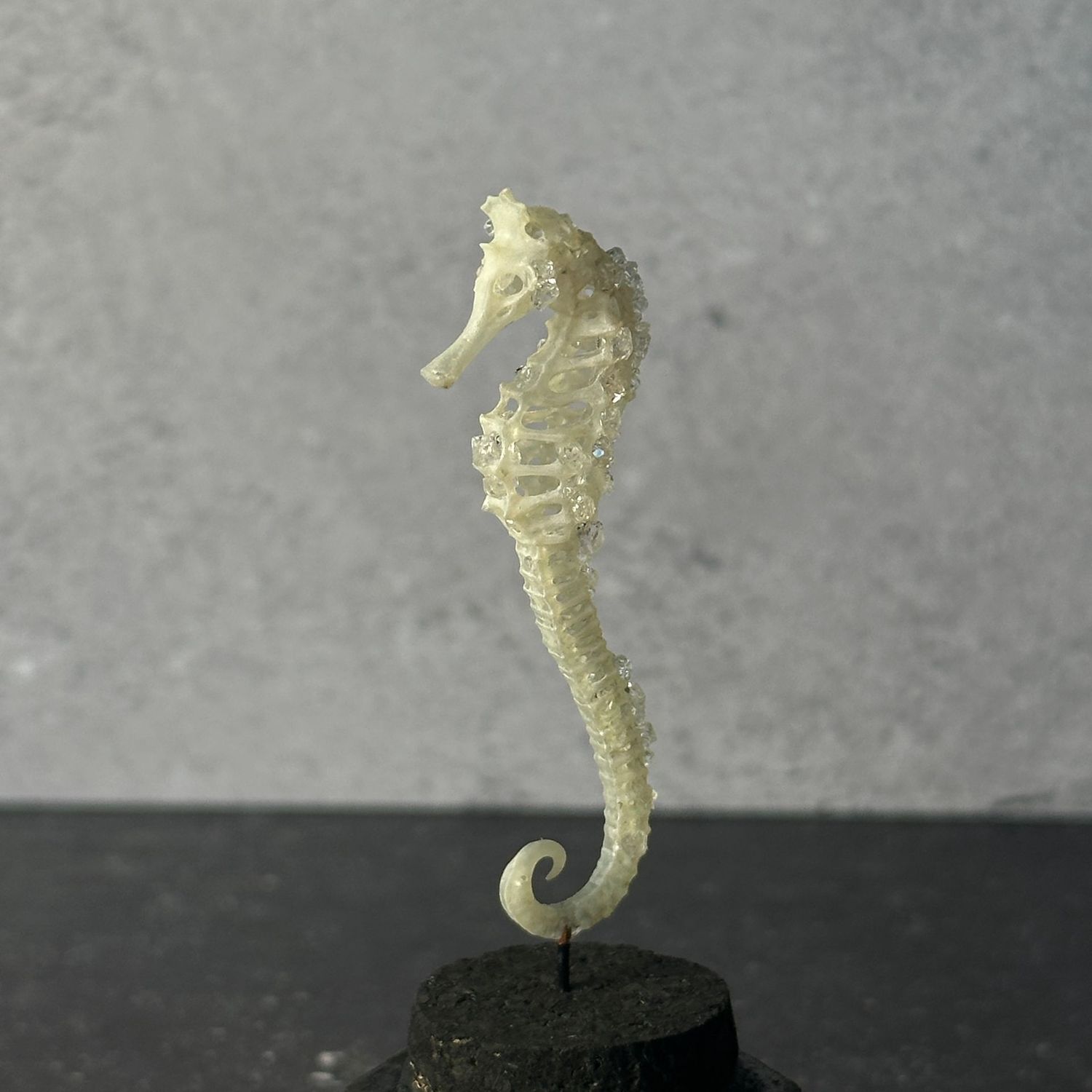 Seahorse Skeleton (Vegan)