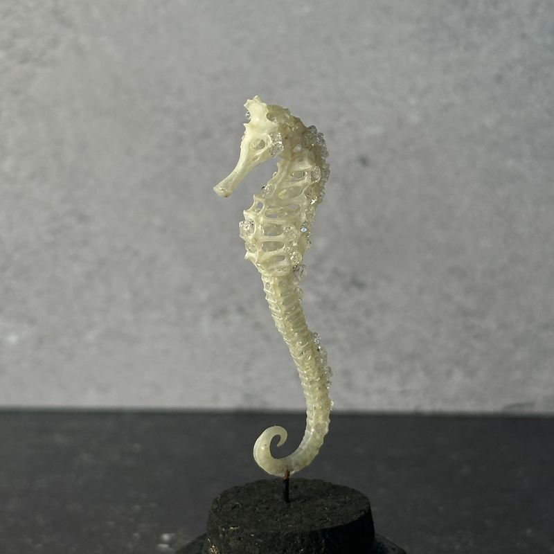 Seahorse Skeleton (Vegan)