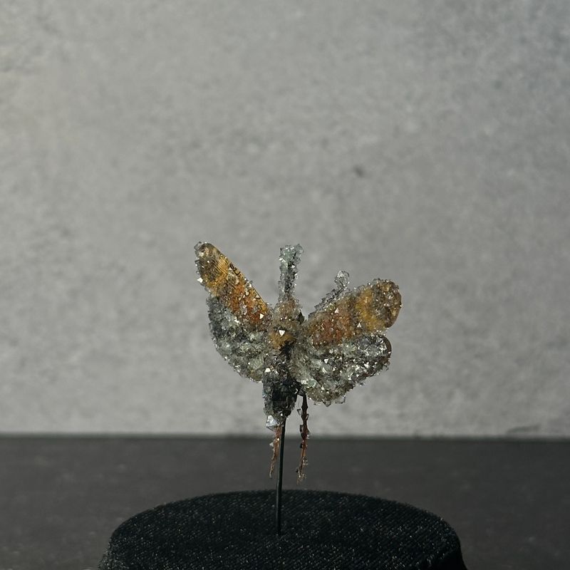 Lanternfly Cicada with Clear Crystals