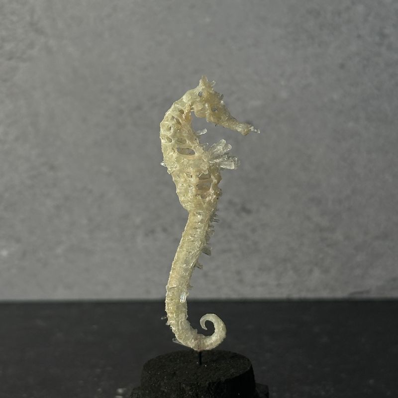 Seahorse Skeleton (Vegan)