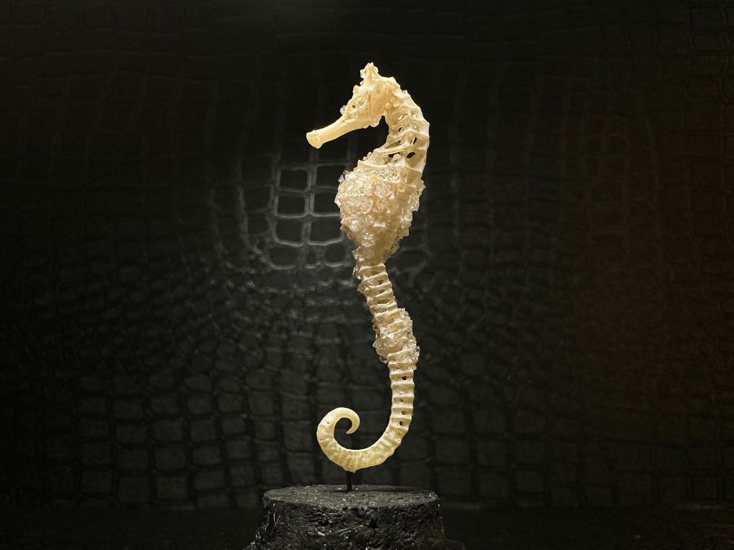 Seahorse Skeleton (Vegan)