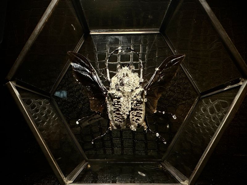 Goliath Beetle in Hexagonal Display