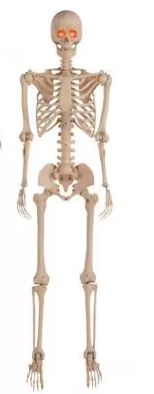 5 ft. LED Poseable Skeleton IN STOCK