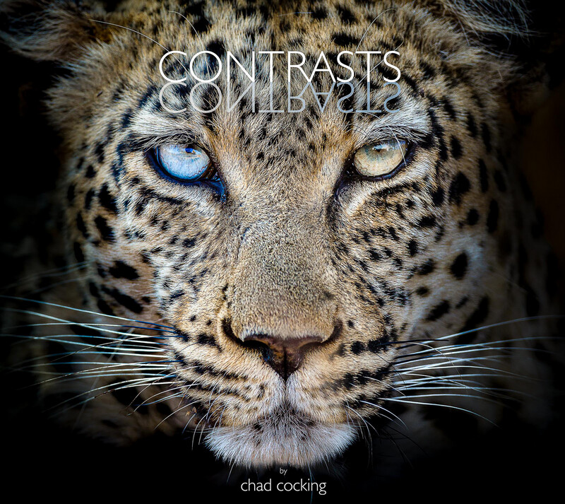 Contrasts by Chad Cocking