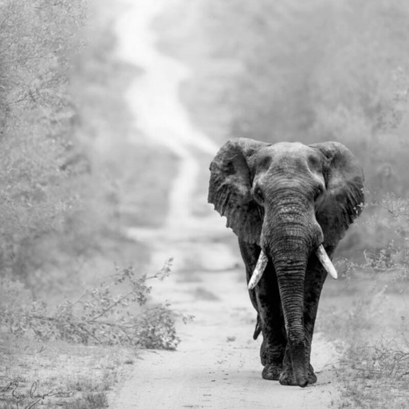 Elephant Print: Direction