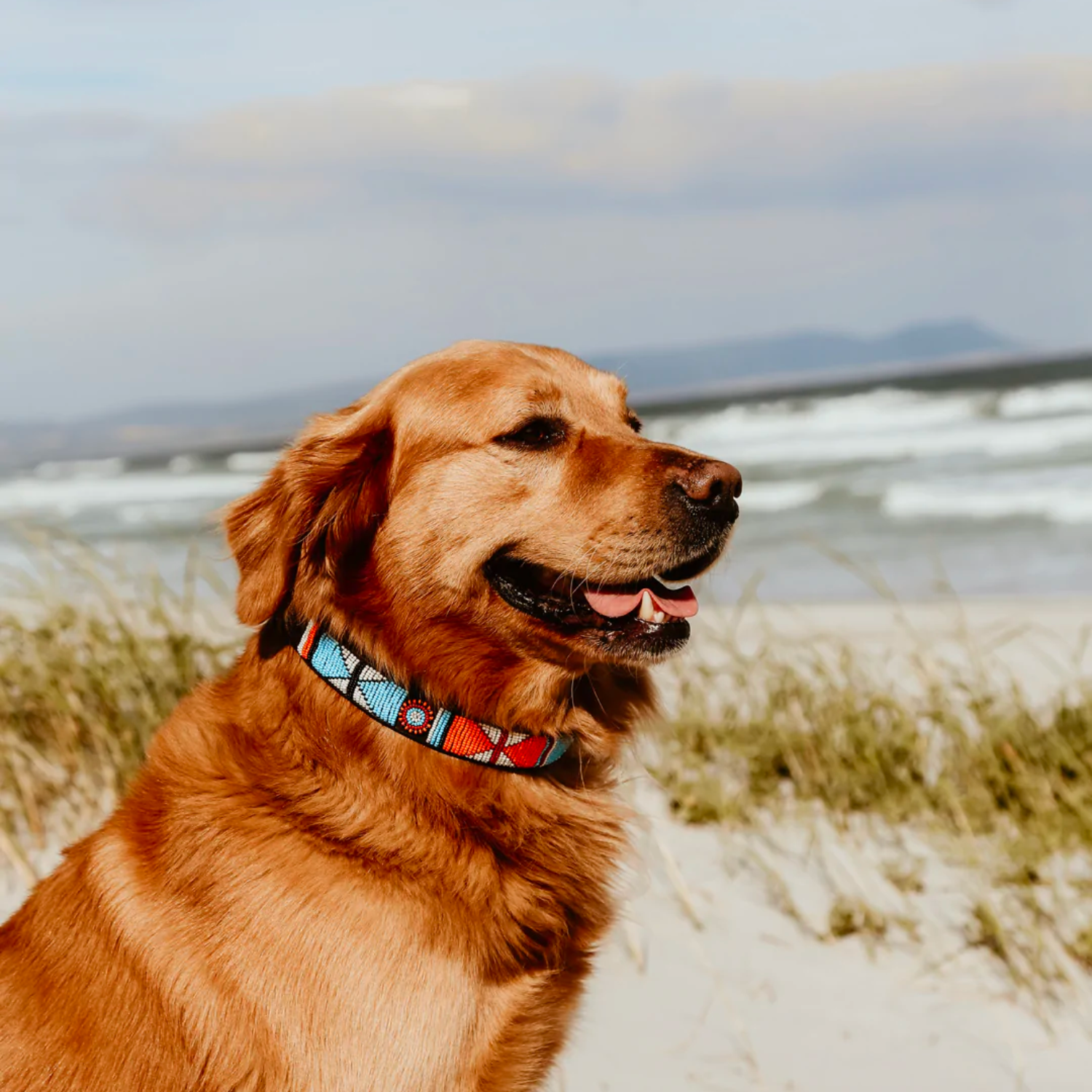 Dog Collar (Large)