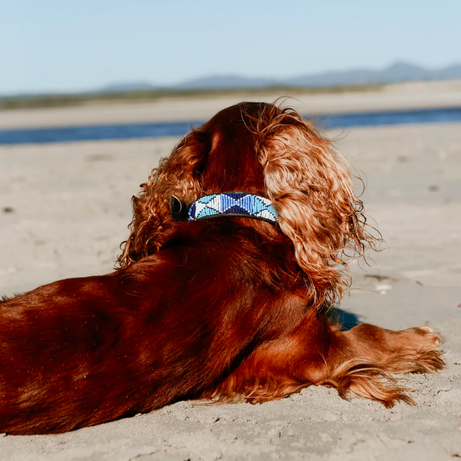 Dog Collar (Large)