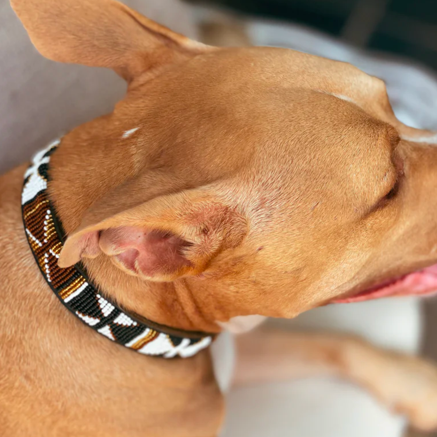 Dog Collar (Large)