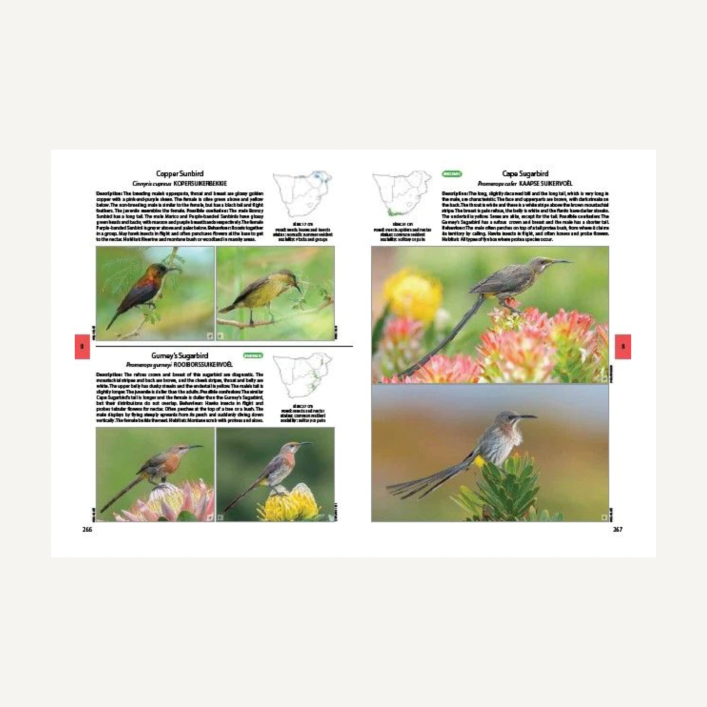 Veld Birds of Southern Africa
