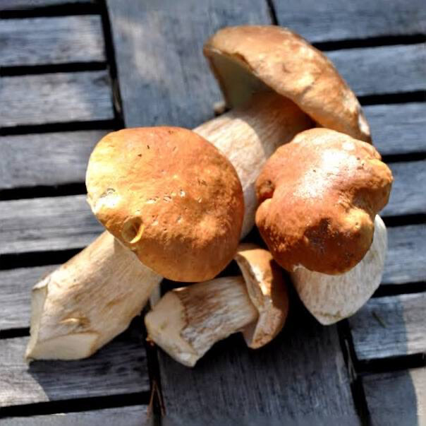 Porcini mushrooms cubes (frozen) 10 x 1 kg