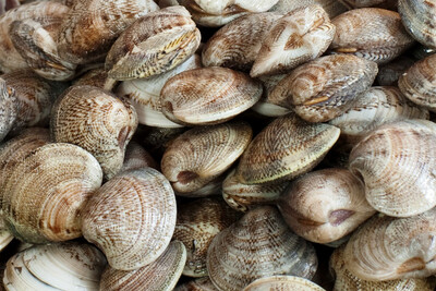 Vongole dell’adriatico (frozen clums) 6x1kg