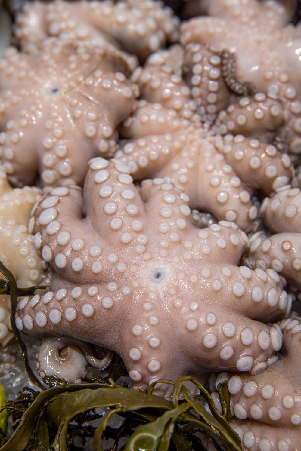 Octopus 0,8/1,2 kg IQF Frozen 6kg