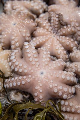 Octopus 0,8/1,2 kg IQF Frozen 6kg