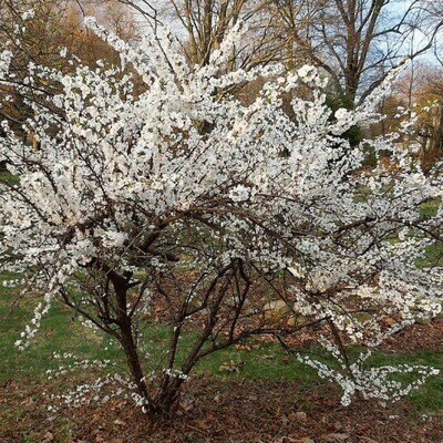 Prunus tomentosa - Ragouminier