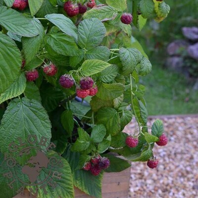 Rubus idaeus Rustica® Yummy - Framboisier Nain