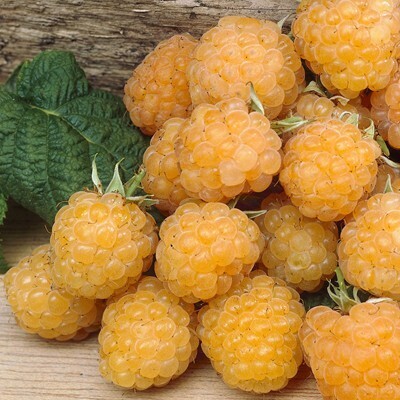 Rubus Idaeus Golden Bliss® Remontant - Framboisier Jaune