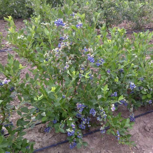 Vaccinium Corymbosum Duke - Myrtillier