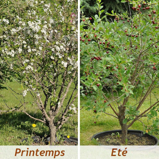 Prunus Carmine Jewel - Cerisier Nain