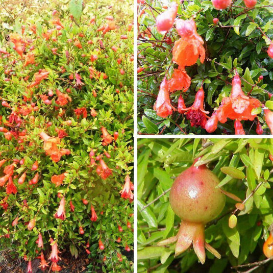 Punica granatum 'Nana' - Grenadier à fleurs nain