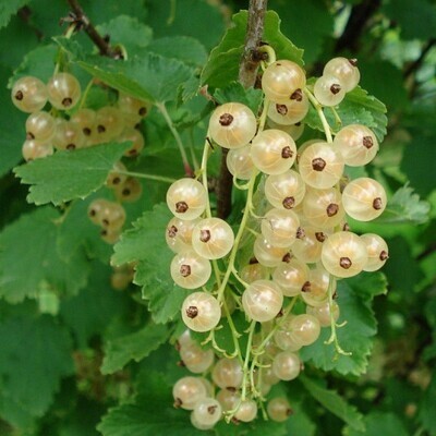Ribes rubrum ‘Versaillaise’ - Groseillier blanc