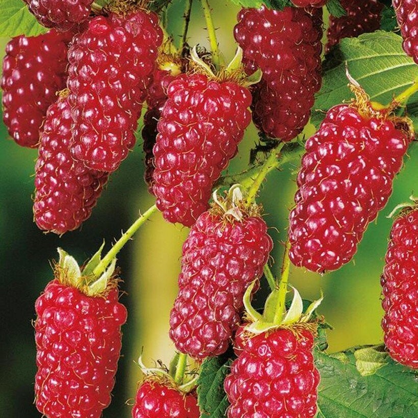 Rubus Fructicosus Tayberry - Mûre framboise