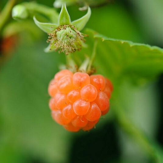 Rubus idaeus Valentina - Framboisier orange remontant