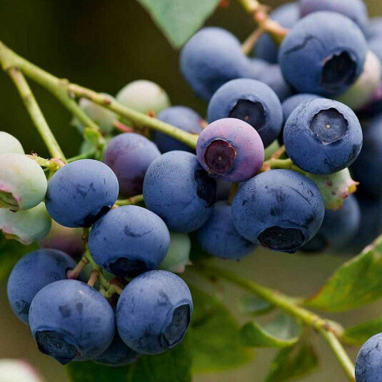 Vaccinium Corymbosum Patriot - Myrtille
