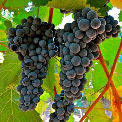 Vigne Muscat de Hambourg - Vitis vinifera Noir