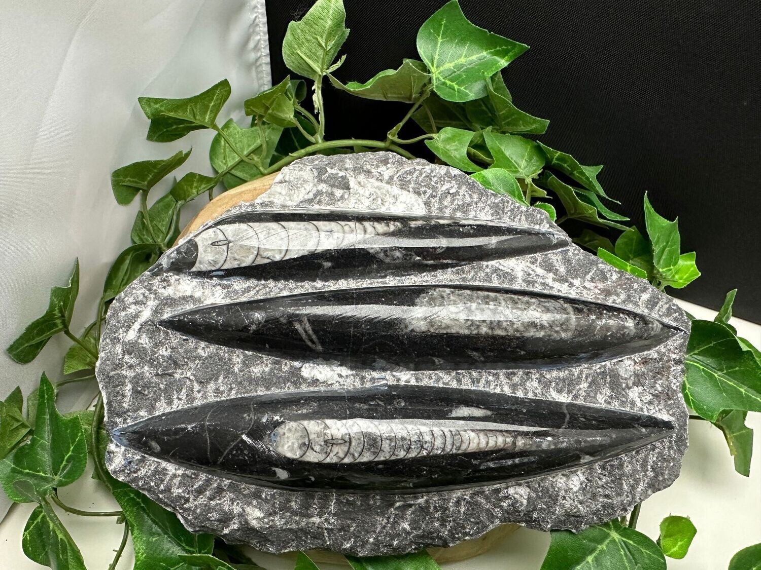 Orthoceras