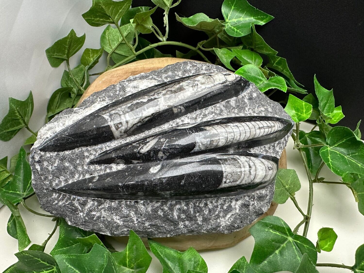 Orthoceras