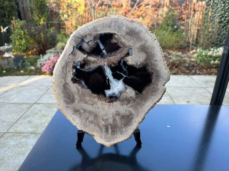 Versteend hout schijf XL
