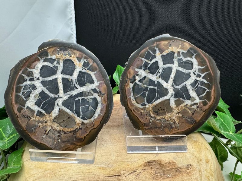 Septarie paar