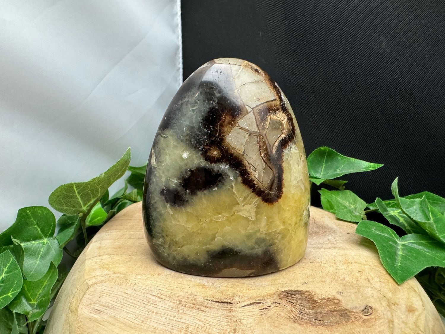 Septarie
