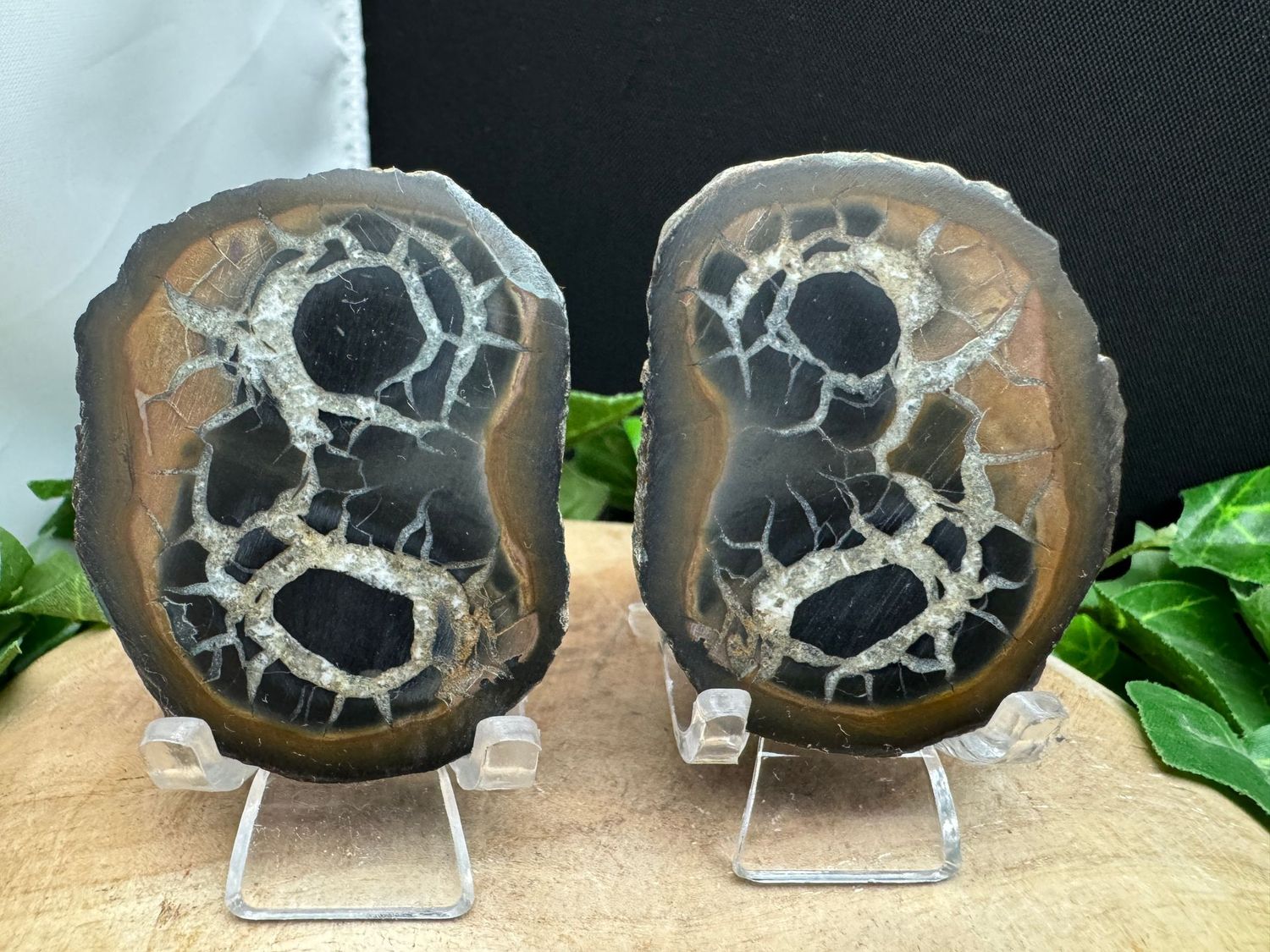 septarie paar
