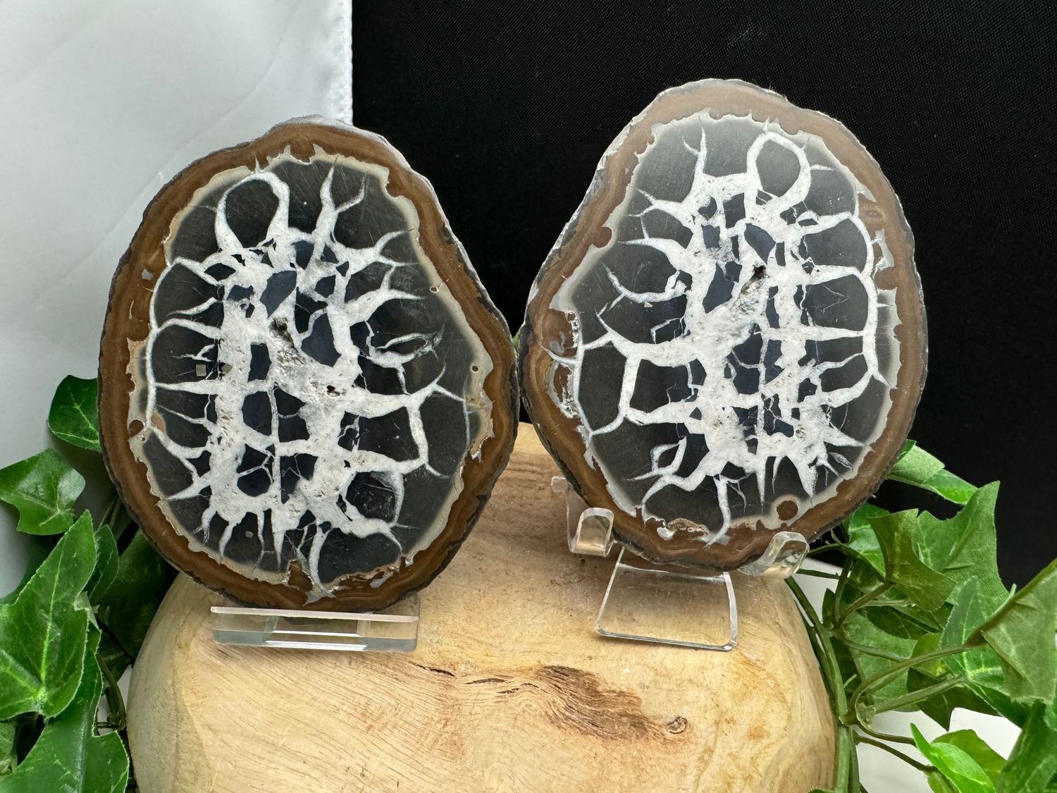 Septarie paar