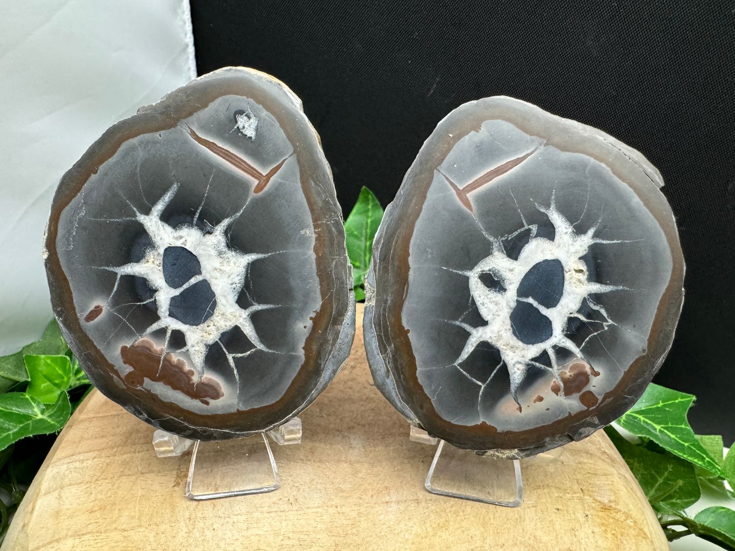 Septarie paar
