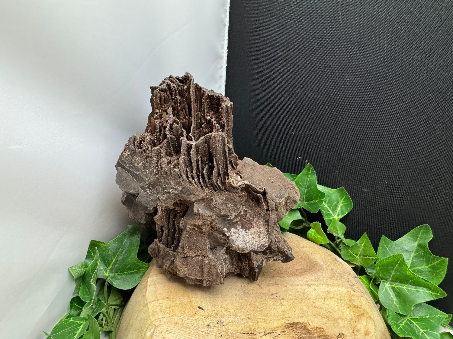Versteend Hout