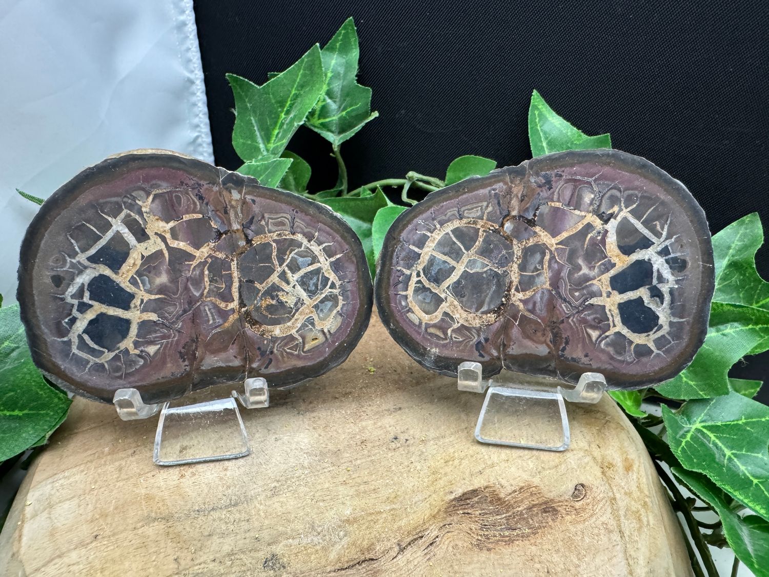 Septarie paar