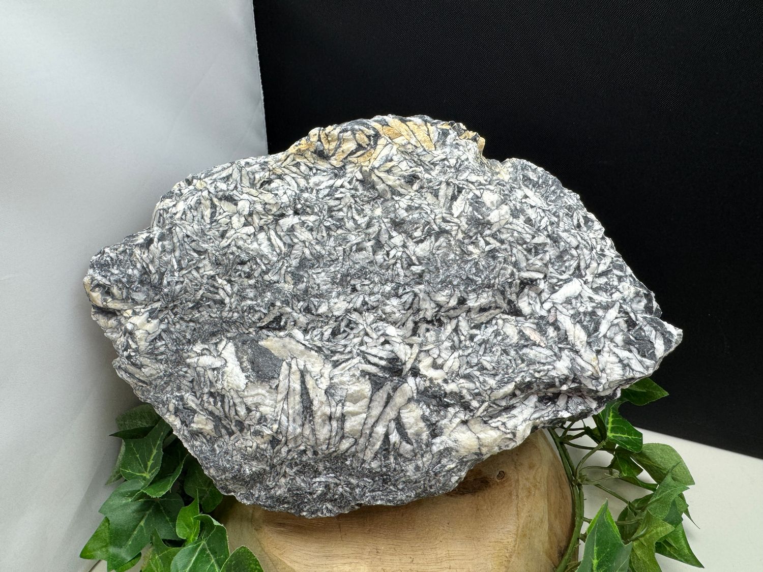 Pinoliet XXL