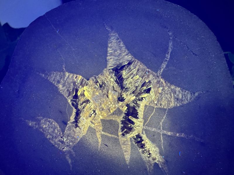 Septarie met Bariet Septarie met Bariet