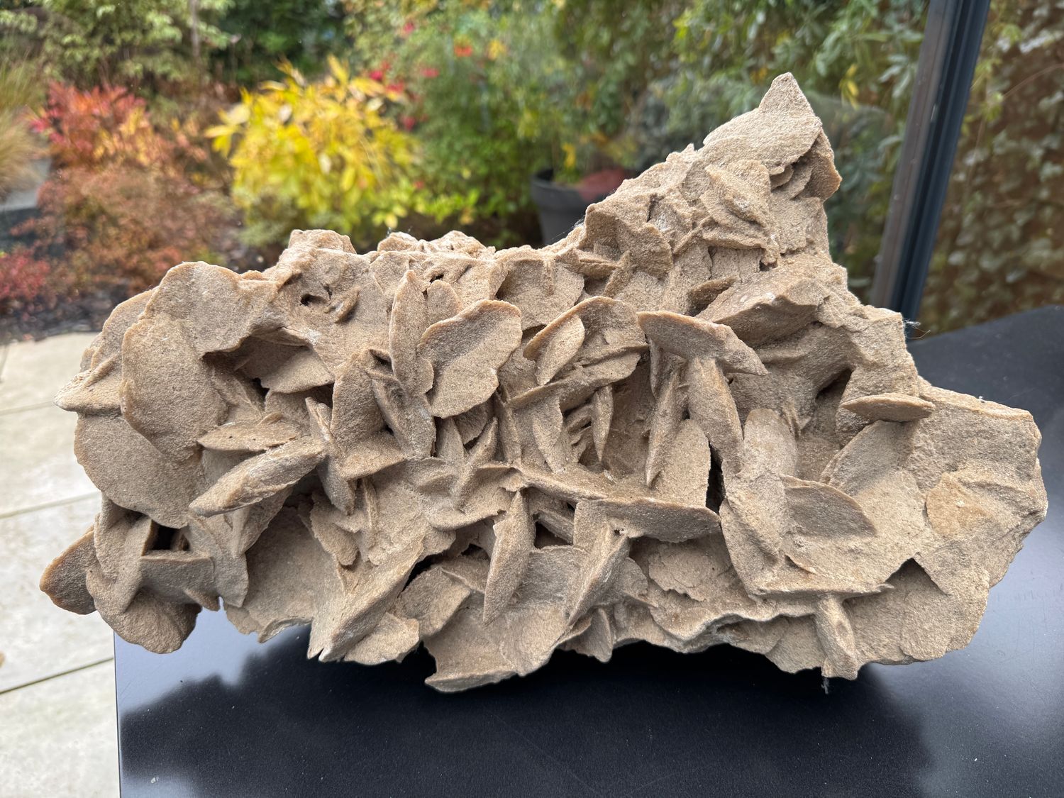 XXXL Woestijnroos XXXL Woestijnroos